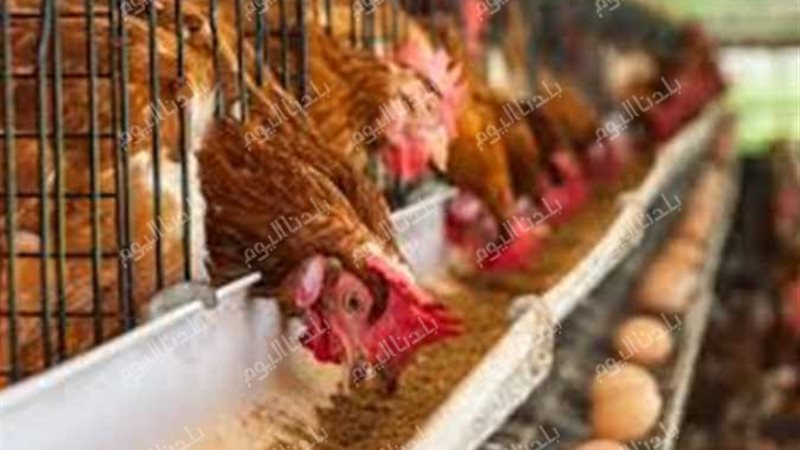 أسعار الفراخ اليوم