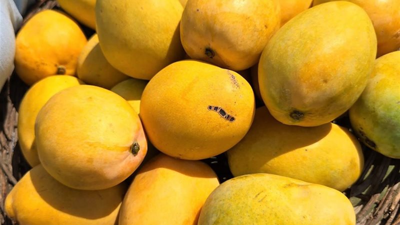 المانجوالاسمعلاوي