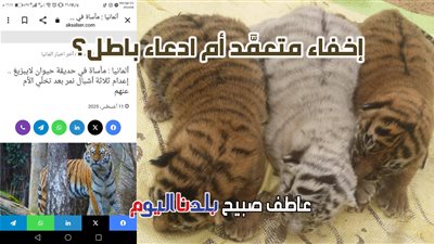 اتهام حديقة حيوان الجيزة بإعدام 16 أسد و6 نمور.. ادعاءات بلا دليل ومصادر غائبة