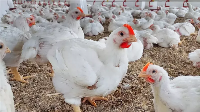 أسعار الدواجن والبيض