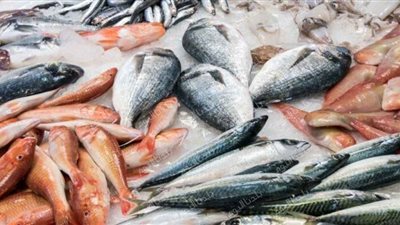 الجمبري مولع نار.. أسعار الأسماك اليوم الأربعاء 27 أغسطس 2025