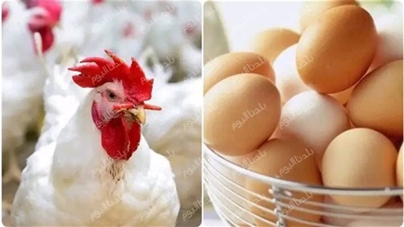 أسعار الدواجن والبيض