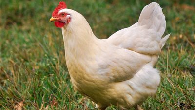 استقرار أسعار الفراخ اليوم الخميس 4-9-2025 في الأسواق.. الكيلو بكام؟ 