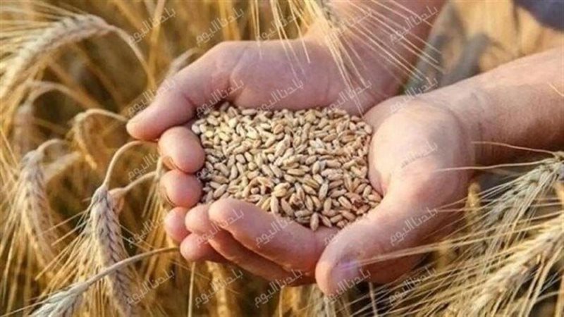 سعر طن الأرز الشعير