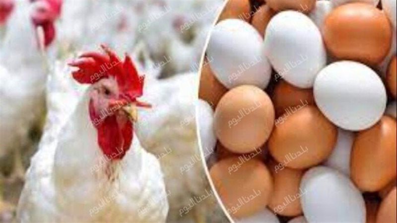 سعر كرتونة البيض