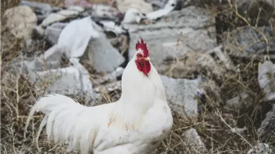 أسعار الفراخ مولعة النهارده.. أسعار الفراخ اليوم الجمعة 12/9/2025