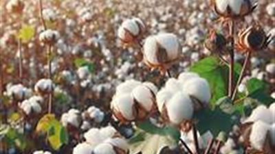 الذهب الأبيض بين رهانات الدولة وتحديات الفلاحين.. هل يعود القطن المصري لمكانته العالمية؟