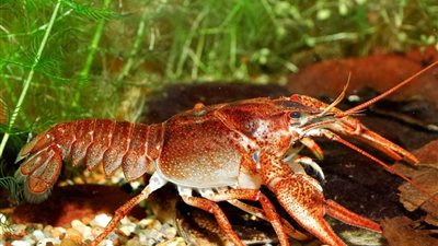 برج السرطان حظك اليوم الأحد 14-9-2025.. متخليش حد يقلل من عزيمتك