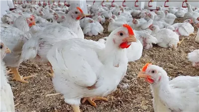 تراجع أسعار الدواجن والبيض في الأسواق.. وانخفاض ملحوظ ببورصة اليوم الأربعاء