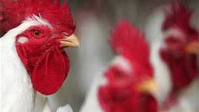 شوف الكيلو وصل كام؟ أسعار الفراخ اليوم السبت 20 سبتمبر 2025