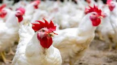 قبل ما تنزل تشتري.. أسعار الفراخ والبيض اليوم الاحد 21/9/2025