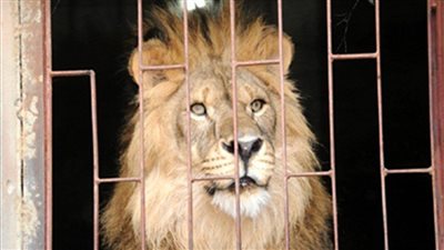 بعد ضبط تمساح داخل مزرعته.. إخلاء سبيل مدرب الأسود محمد الحلو بأبو النمرس