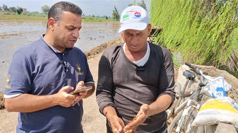 مزارعو كفر الشيخ