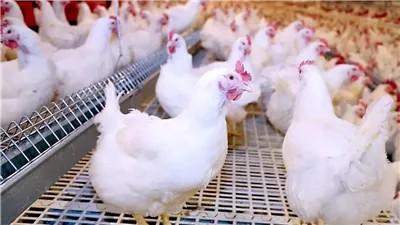 سعر الكيلو بيبدأ من 70 جنيه..أسعار الفراخ اليوم الاثنين 22 سبتمبر 2025