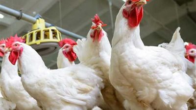 شوف سعر الكيلو وصل لكام؟سعر الفراخ البيضاء اليوم الثلاثاء 23 سبتمبر 2025