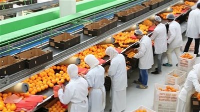 بزيادة 600 ألف طن عن 2024.. الصادرات الزراعية تحقق 7.2ملايين طن حاليًا