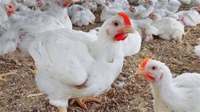 الفراخ والبيض عاملين كام؟ أسعار الدواجن اليوم الأحد 28 سبتمبر 2025