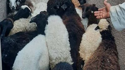 ضمن مشروع «باب أمل3».. توزيع 80 رأس أغنام للمستفيدين في سوهاج