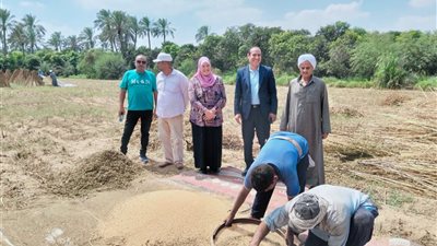 مدير زراعة الإسماعيلية: 90% الاكتفاء الذاتي للمحاصيل الزراعية بمدن القناة وسيناء