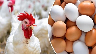 من بورصة الدواجن للمستهلك.. أسعار الفراخ اليوم الجمعة 3/10/2025