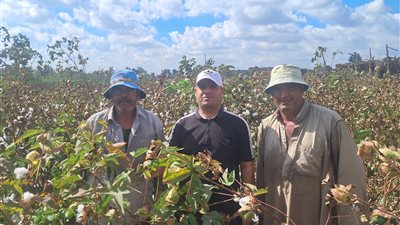 بدء موسم جني القطن في كفر الشيخ وسط أجواء من البهجة وتحديات الزراعة المرتفعة