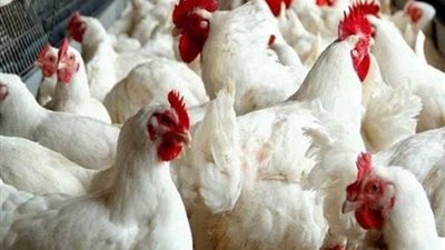 قبل ما تنزل السوق.. أسعار الدواجن والبيض اليوم السبت 18 أكتوبر 2025