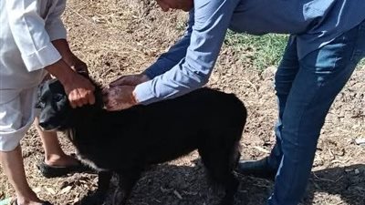 خطة شاملة لتحصين الكلاب الضالة في مدينة فوه بكفر الشيخ