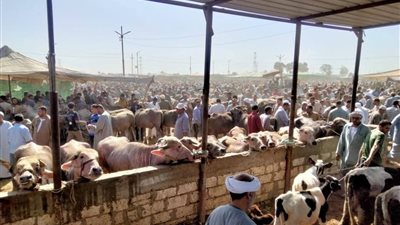 حملة بيطرية بسوق المواشي بكفر الشيخ للاطمئنان على الحالة الوبائية