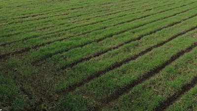 وكيل زراعة كفر الشيخ: نستهدف زيادة محصول القمح بـ20 ألف فدان عن 2024 (خاص)