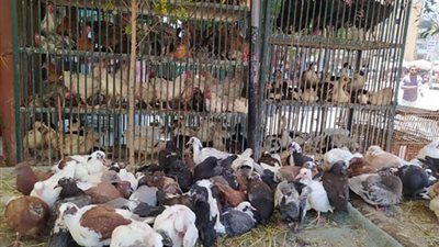 استقرار ملحوظ في أسعار الدواجن والبيض خلال تعاملات الثلاثاء