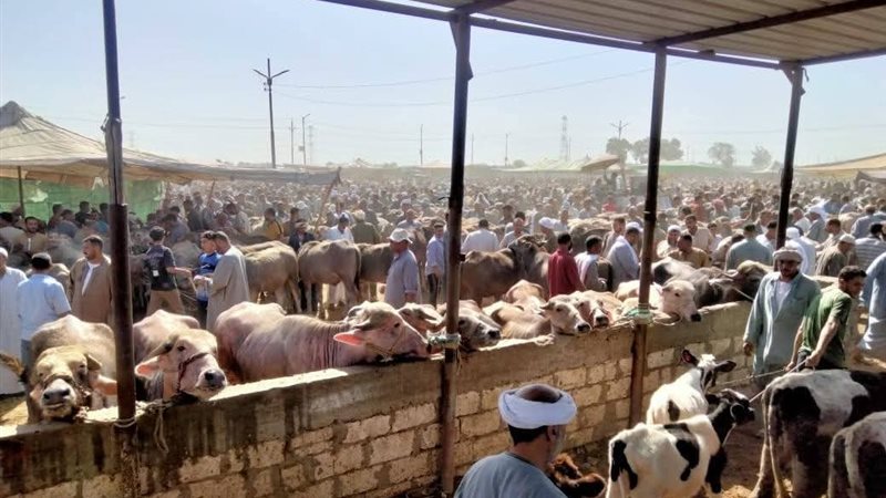 حملة بيطرية بسوق
