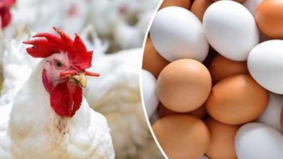 رئيس شعبة الدواجن:السعر العادل للدجاج يجب ألا يزيد عن 68 جنيهًا للكيلو