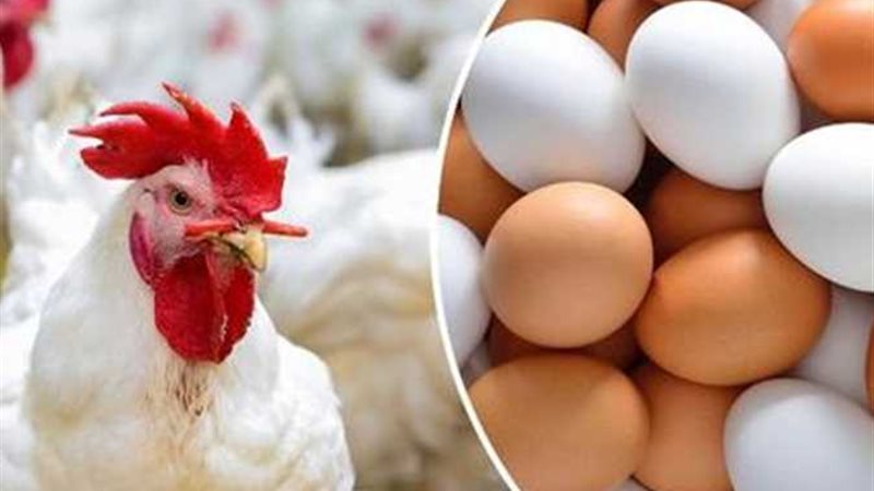 السعر العادل للدجاج