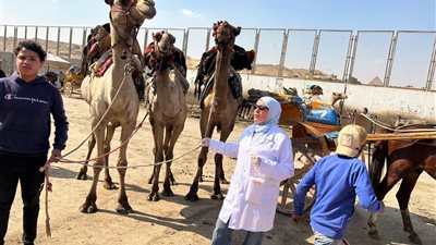 الجيزة تطلق قوافل بيطرية مجانية لرعاية الخيول والجمال بالمنطقة الأثرية بالأهرامات