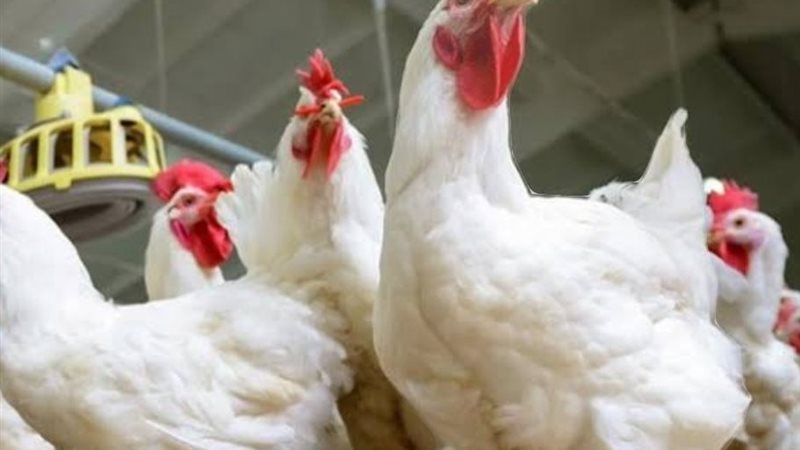 أسعار الدواجن