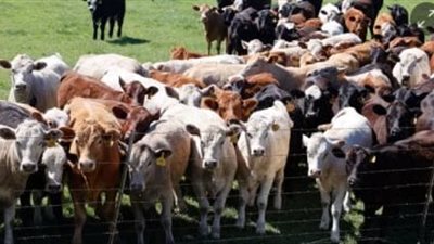 وزارة الزراعة تعلن عن وصول سلالات حيوانية متميزة من الأبقار والجاموس لمشروع البتلو