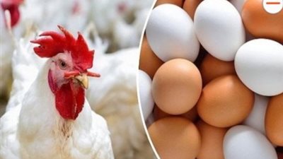 ثبات أسعار الدواجن اليوم الجمعة21\11\2025.. اعرف التفاصيل