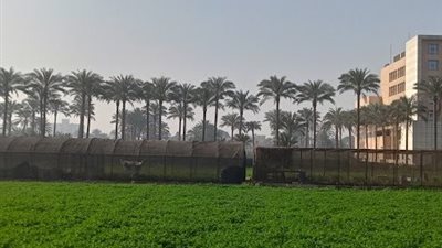 البحوث الزراعية: سيناء تمتلك ثروة زراعية وسياحية لا تُقدّر بثمن