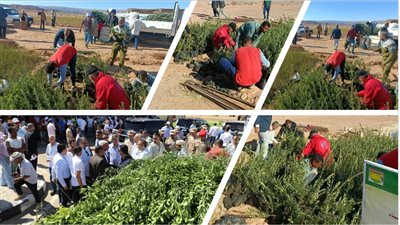 مصر تُعزز الإنتاج الزراعي باليوم العالمي لشجرة الزيتون بسيناء وتدعم صغار المزارعين