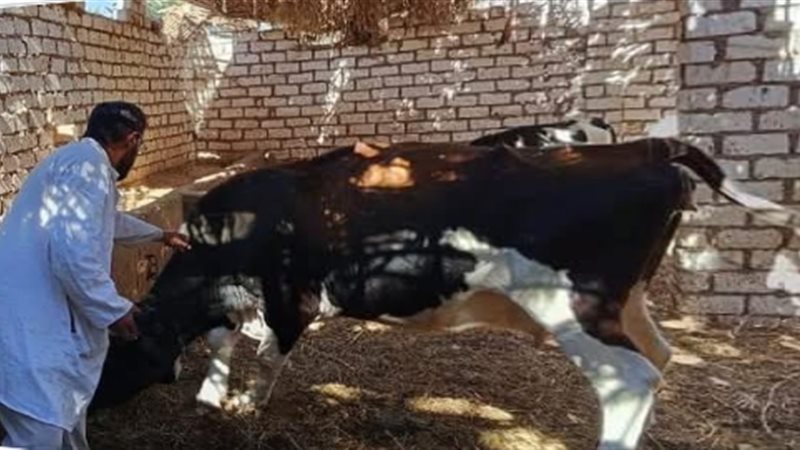 الطب البطري