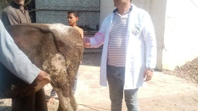 بيطرى كفر الشيخ: