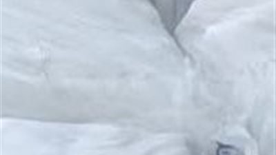 أسيوط.. ضبط 1.5 طن سكر ناقص الوزن خلال حملة تموينية بمركز ديروط