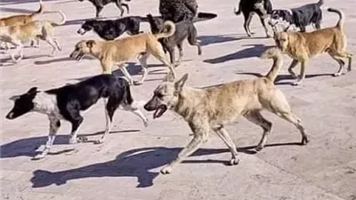 القاهرة تخصص أول مأوى للكلاب الضالة بأرض التبين| تفاصيل