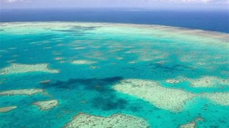 الحياد المرجاني