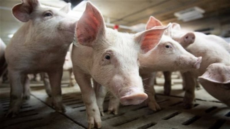 تفشي حمى الخنازير