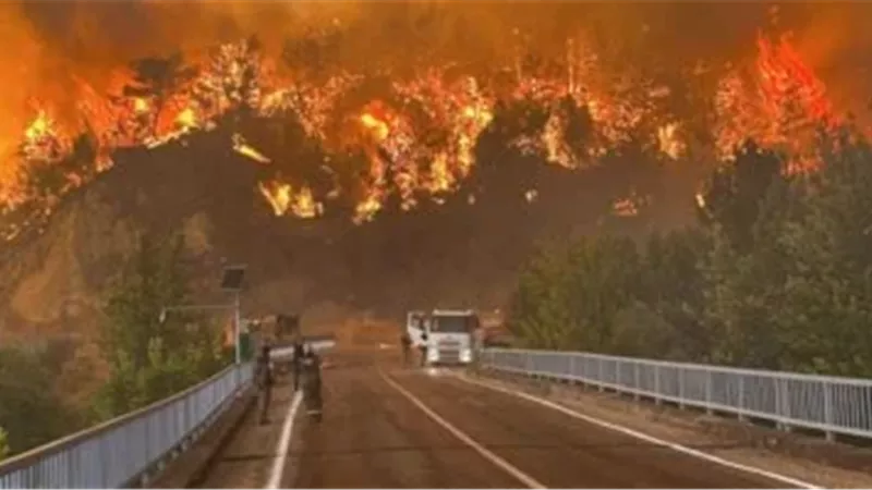 حرائق الغابات