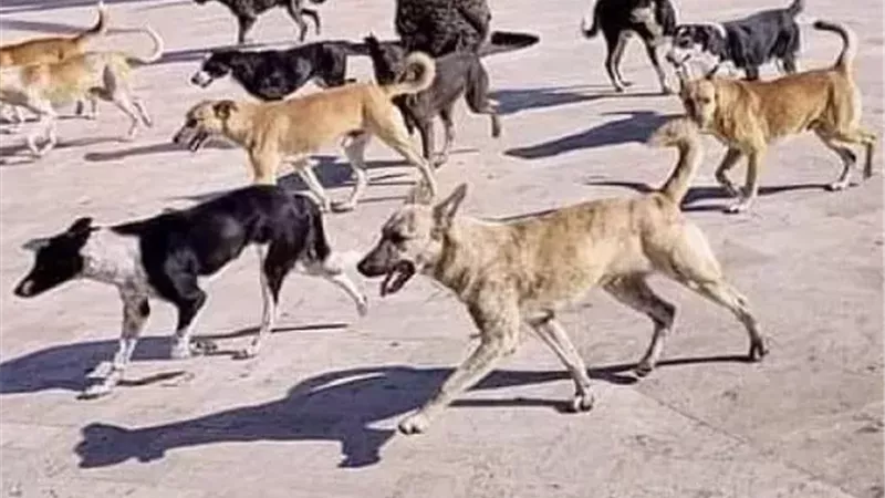 الكلاب الضالة - صورة