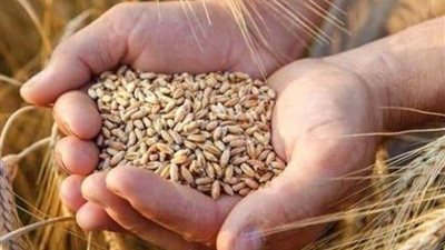 لمواجهة التقلبات المناخية.. الزراعة تُكثف حملاتها لمتابعة فدادين القمح