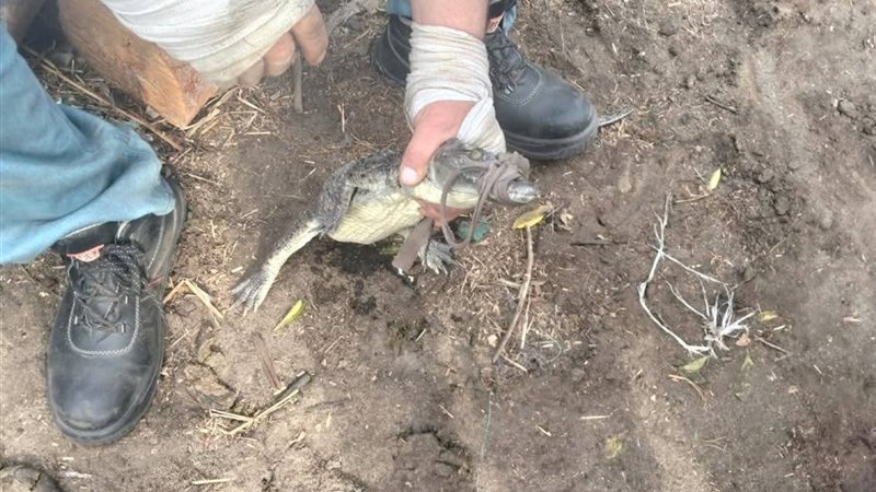 اصطياد التمساح