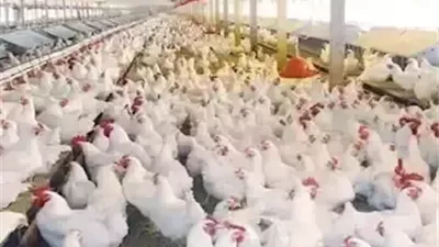 سعر الدواجن والطيور والبيض والبانيه اليوم في مصر 